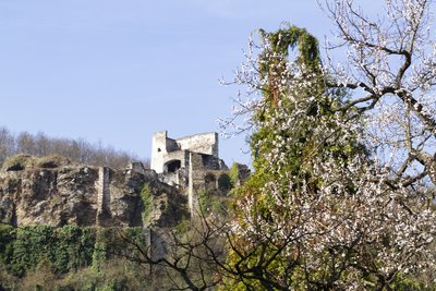 Ruine Rehberg mit blühendem Baum